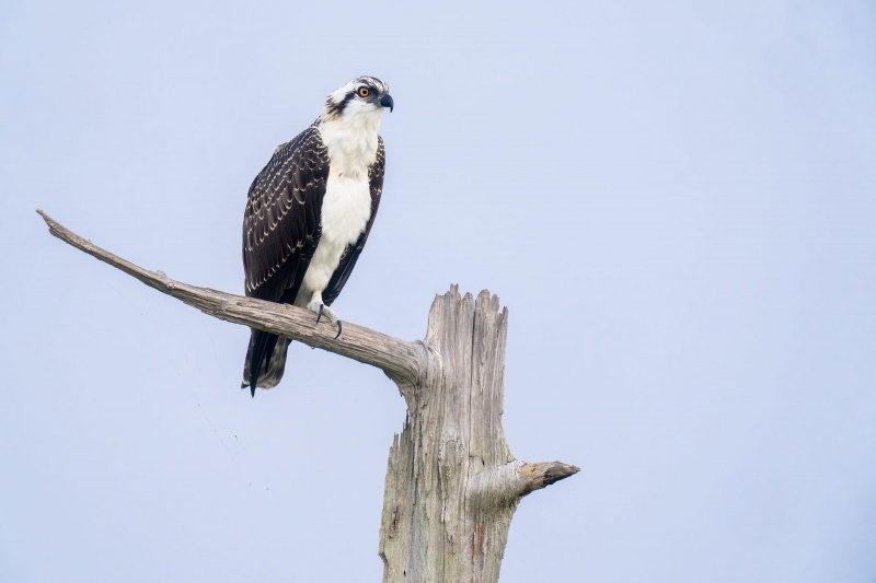 Osprey-3200-in-fresh-juvenal-plumage-_A1G3184-Indian-Lake-Estates-FL