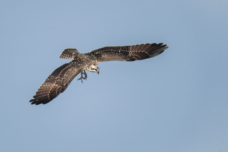 Osprey-3200-juvenile-looking-to-dive-_A1G8037-Indian-Lake-Estates-FL