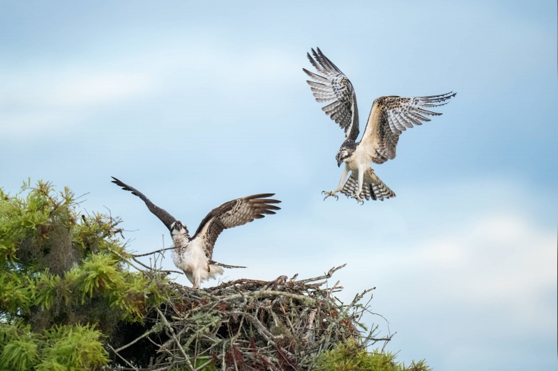 Osprey-3200-juvenile-returning-to-nest-with-adult-_A1G0668-Lake-Blue-Cyrpess-FLA