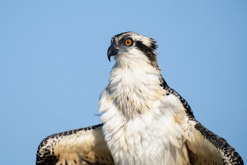 Osprey-3200-juvenile-spreading-wings-_A1G2358-Indian-Lake-Estates-FL