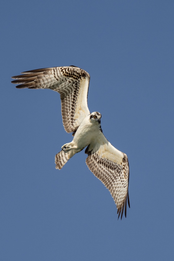 Osprey-3200-turning-in-flight-_A1B9044-Sebastian-Inlet-FL