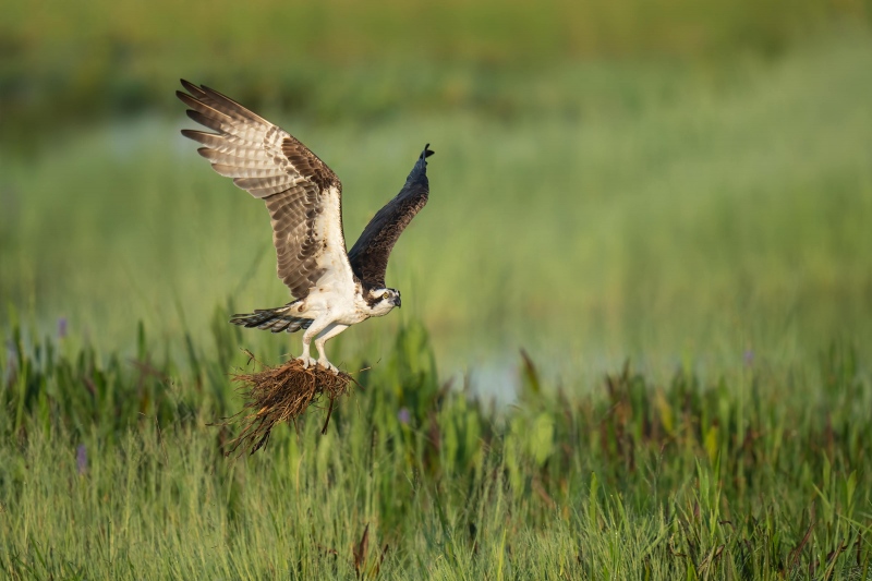 Osprey-3200-with-grasses-for-nest-post-fledging-_A1G9265Indian-Lake-Estates-FL