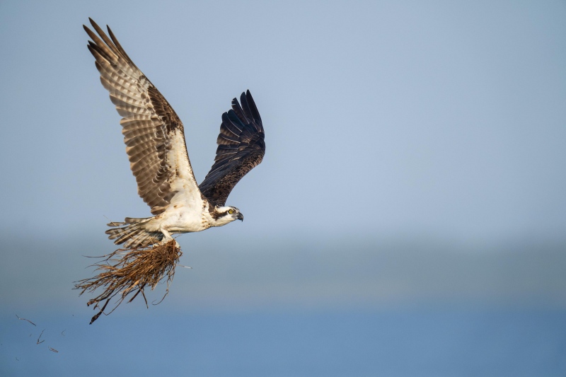 Osprey-3200-with-grasses-for-nest-post-fledging-_A1G9313Indian-Lake-Estates-FL-2