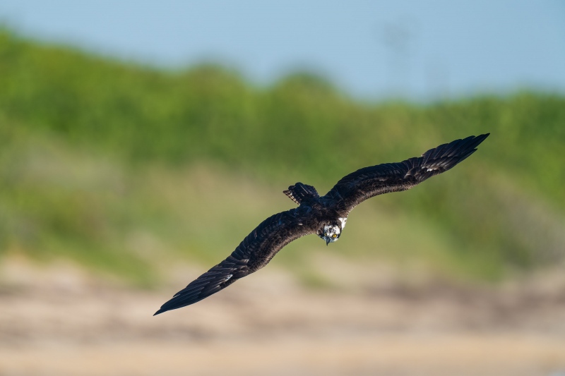 Osprey-beginning-of-dive-dorsal-view-_A1B2336-Sebastian-Inlet-FL