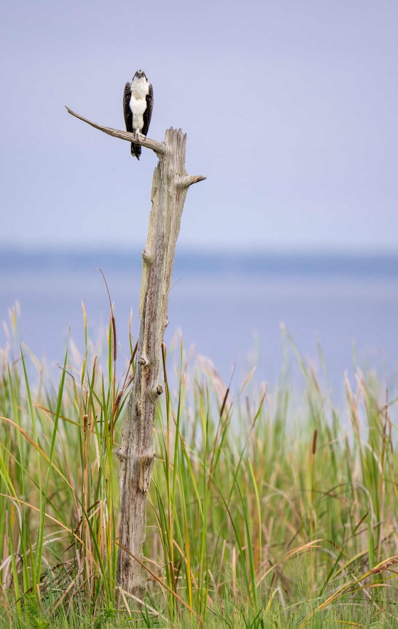 Osprey-on-The-Perch-3200-_A1G3044-Indian-Lake-Estates-FLA