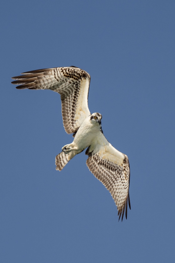 Osprey-turning-3200-in-flight-shadow-lightened-_A1B9044-Sebastian-Inlet-FL