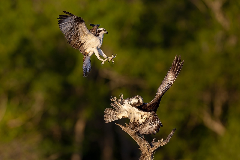 Ospreys-1600-on-collision-course_F7A4313