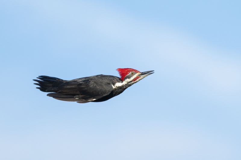 Pileated-Woodpecker-3200-bullet-flight-pose-_A1B1566-Indian-Lake-Estates-FL