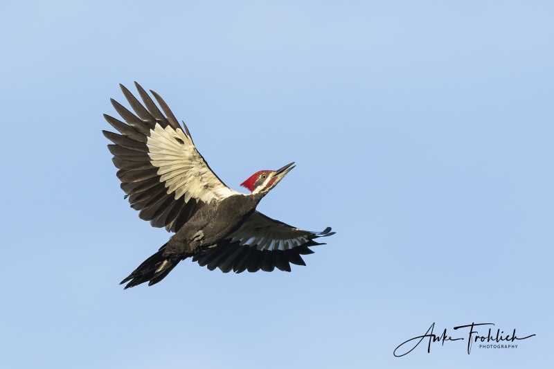 Pileated-Woodpecker-SIG-ANKE-LAYERS-_A1B2958-Indian-Lake-Estates-FL
