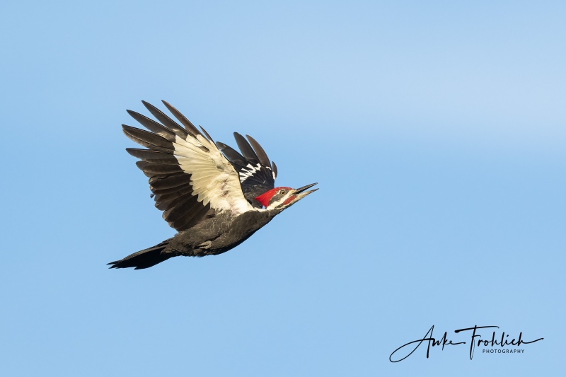 Pileated-Woodpecker-SIG-ANKE-_A1B2978-Indian-Lake-Estates-FL