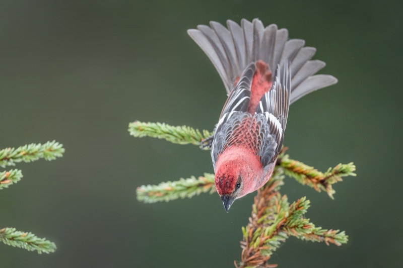 Pine-Grosbeak-3200-Anita-male-diving-off-perch-_A1B8067Homer-Alaska-2022