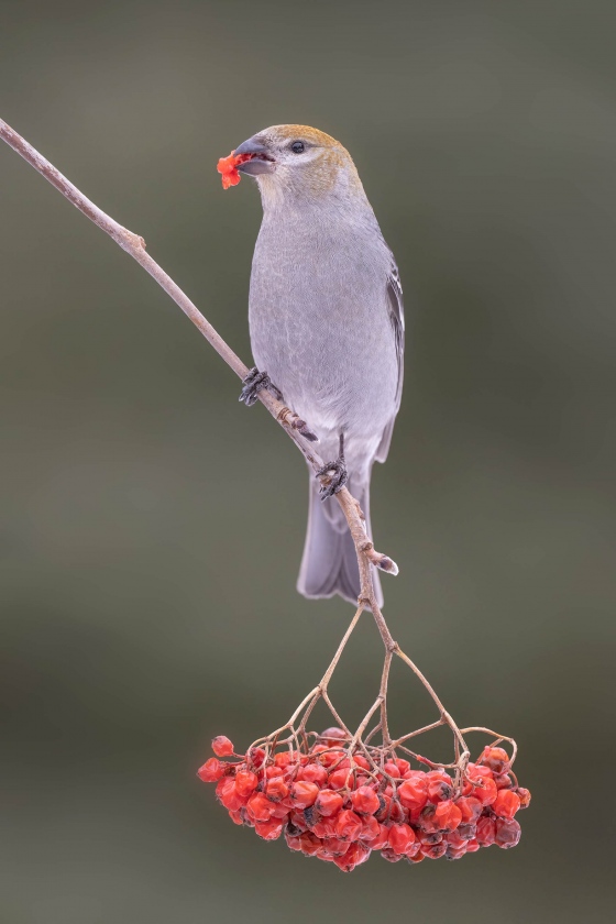 Pine-Grosbeak-3200-female-_A1G5547-Anchor-Point-FL