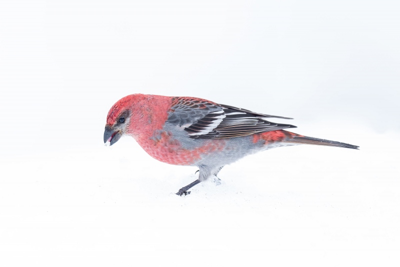 Pine-Grosbeak-3200-male-on-snow-_A1G6317-Anchor-Point-FL