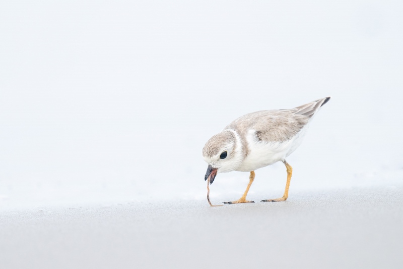 Piping-Plover-3200-juvenile-eating-tiny-worm-_A1G5558-Nickerson-Beach-Lido-Beach-NY