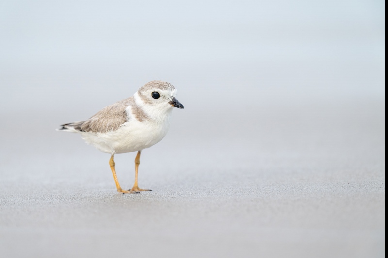 Piping-Plover-3200-moderately-worn-juvenile-_A1G5858-Nickerson-Beach-Lido-Beach-NY