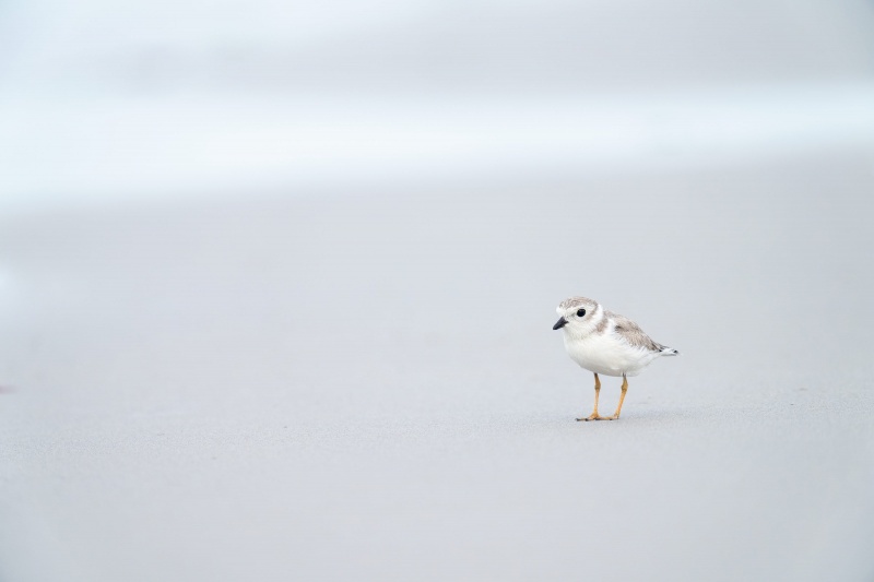 Piping-Plover-3200-worn-juvenile-on-beach-_A1G5318-Nickerson-Beach-Lido-Beach-NY