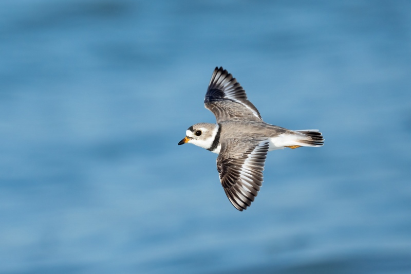 Piping-Plover-in-flight-3200-_A1G2214-Fort-DeSoto-Park-FL