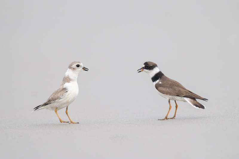 Plover-squabble-3200-_A1G5366-Nickerson-Beach-Lido-Beach-NY