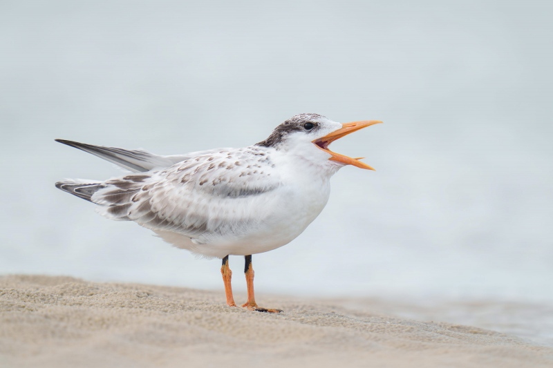 Pugs-lg-tern-chick-begging-22_July16_Jacksonville_62-2-Edit