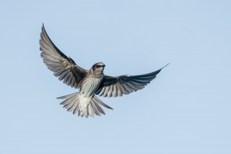 Purple-Martin-3200-female-in-flight-_A1G3439-Indian-Lake-Estates-FL