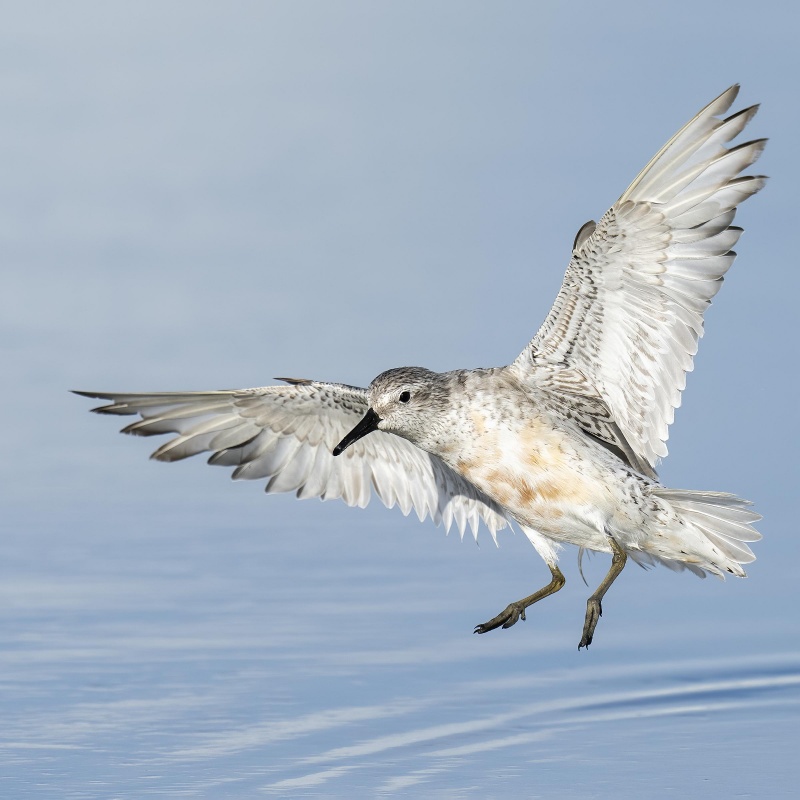 Red-Knot-2400-SQ-fading-adult-landing-_A1B0685-Fort-DeSoto-Park-FL