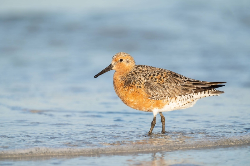 Red-Knot-3200-breeding-plumage-_A1G1478-Fort-DeSoto-Park-FL