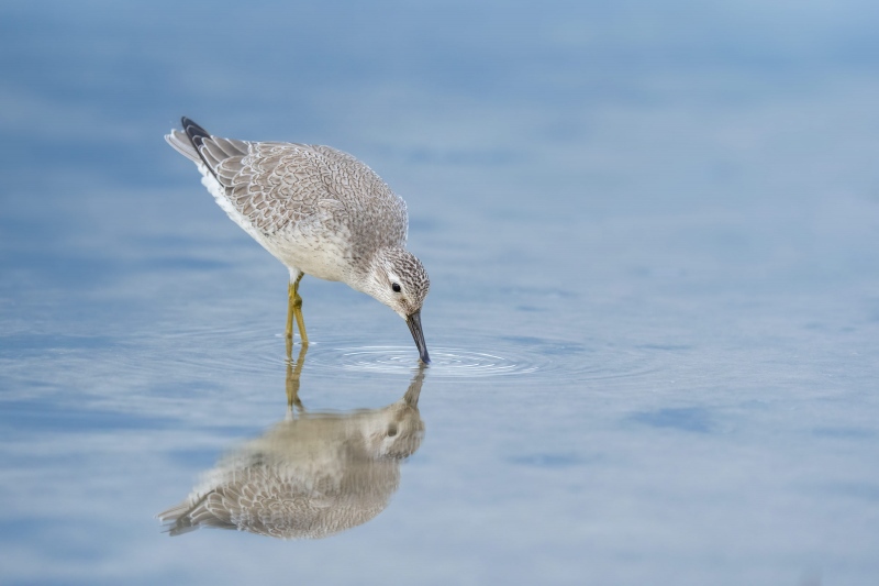 Red-Knot-3200-fresh-juvenal-plumage-_A1B5803-Fort-DeSoto-Park-FL