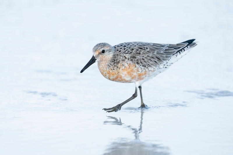 Red-Knot-3200-molting-into-breeding-plumage-_A1B7910-Fort-DeSoto-Park-FL-2