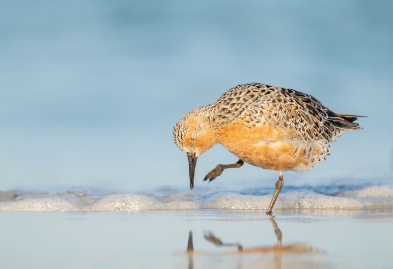 Red-Knot-3200-scratching-_A1G2130-Fort-DeSoto-Park-FL