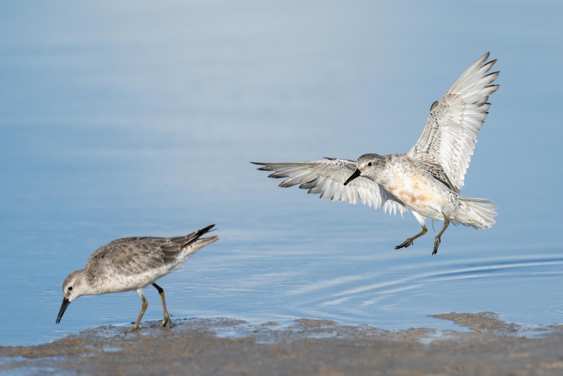 Red-Knot-3200n-fading-adult-landing-_A1B0685-Fort-DeSoto-Park-FL