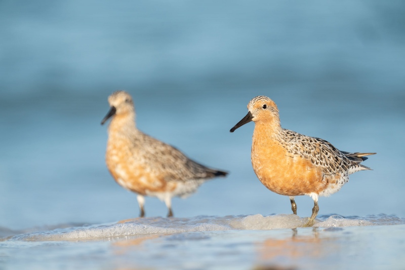 Red-Knots-3200-in-surf-_A1G1543-Fort-DeSoto-Park-FL