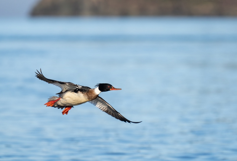 Red-breasted-Merganser-3200-drake-in-flight-_A1G7952-Kachemak-Bay-AK-Recovered