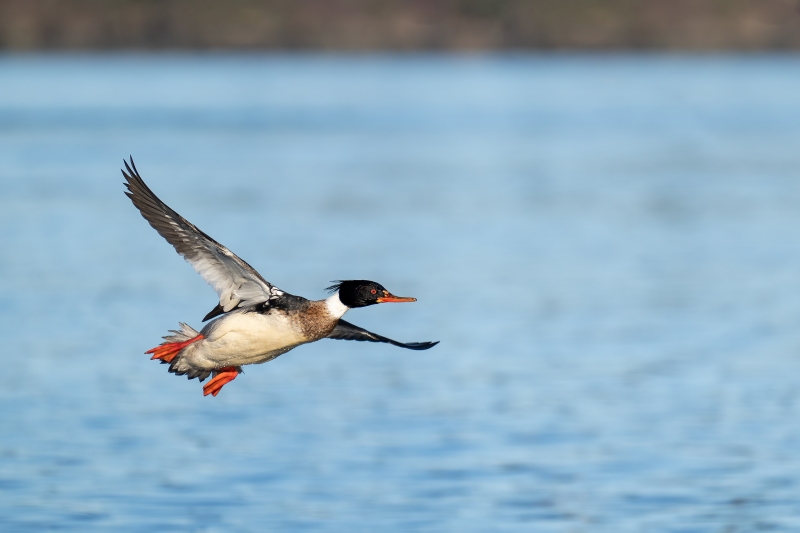 Red-breasted-Merganser-3200-drakei-n-flight-_A1G7955-Kachemak-Bay-AK