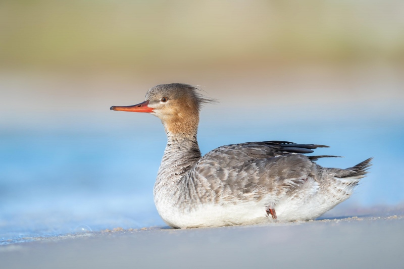 Red-breasted-Merganser-3200-hen-hauled-out-_A1G5514-Fort-DeSoto-Park-FL