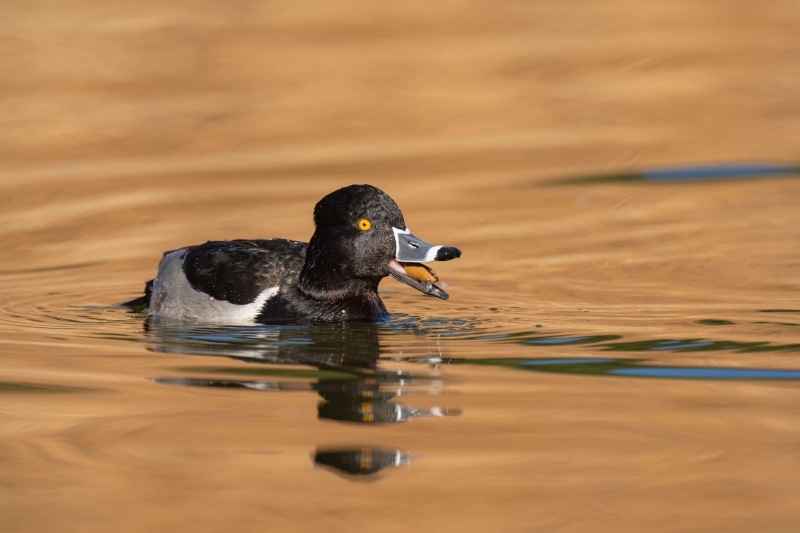 Ring-billed-Duck-3200-swallowing-acorn-_A1G8158-Santee-Lakes-Regional-Park-CA