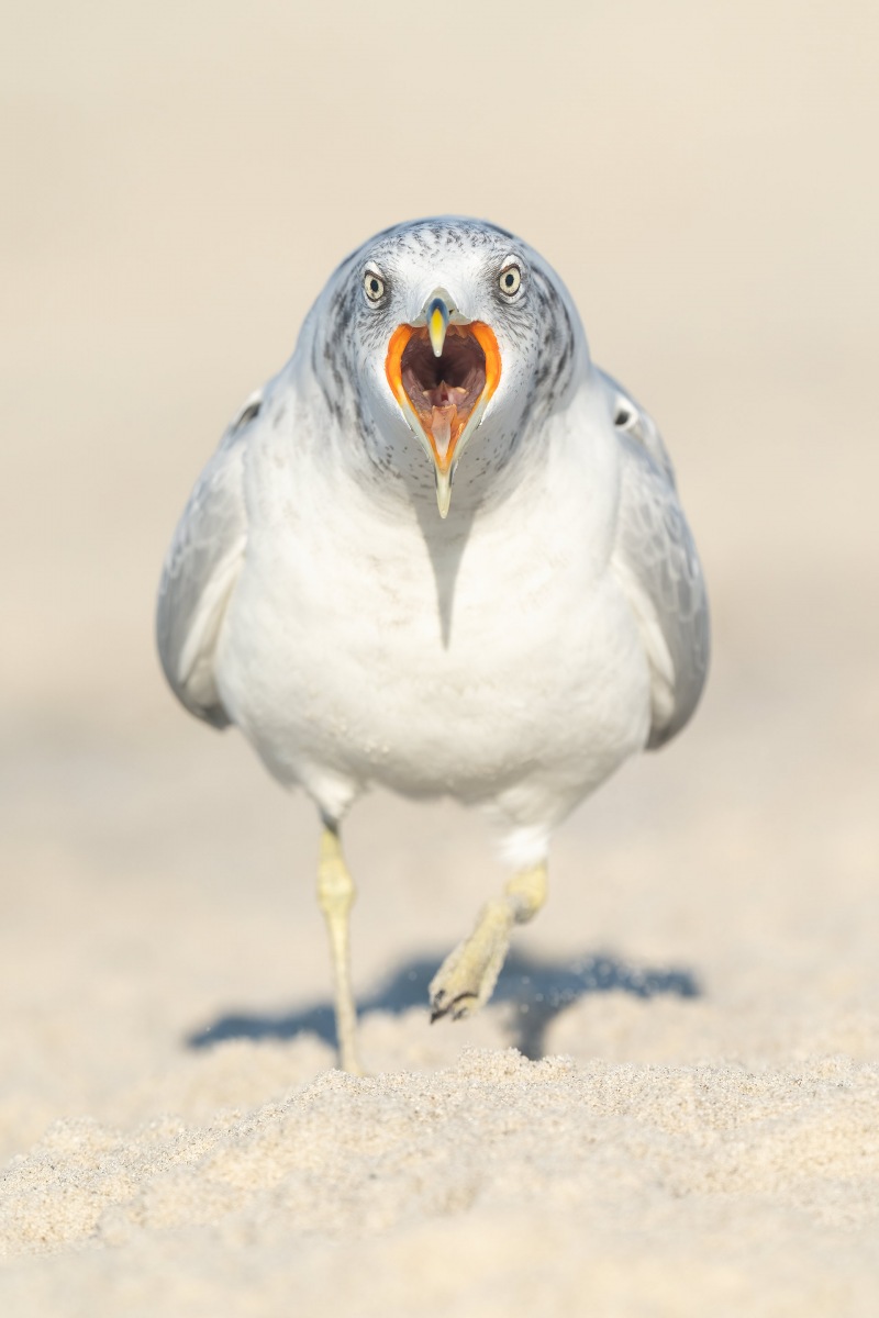 Ring-billed-Gull-3200-BLOG-calling-VERT-_A1B3407-Nickerson-Beach-LI-NY