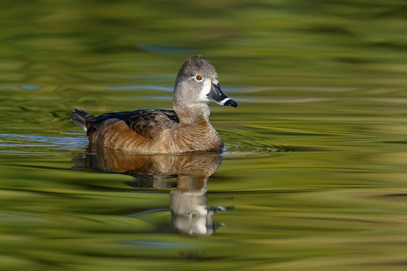 Ring-necked-Duck-1400-hen-green-water-Santee-279T2150