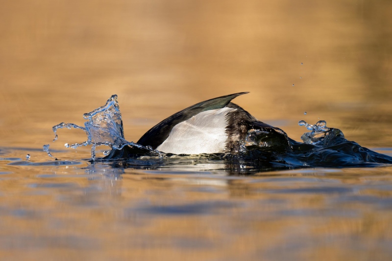 Ring-necked-Duck-3200-diving-_A1G0101-Santee-Lakes-Preserve-CA