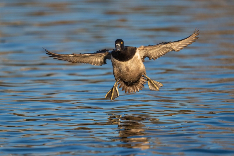 Ring-necked-Duck-3200-drake-landing-_DSC2888-San-Diego-CA