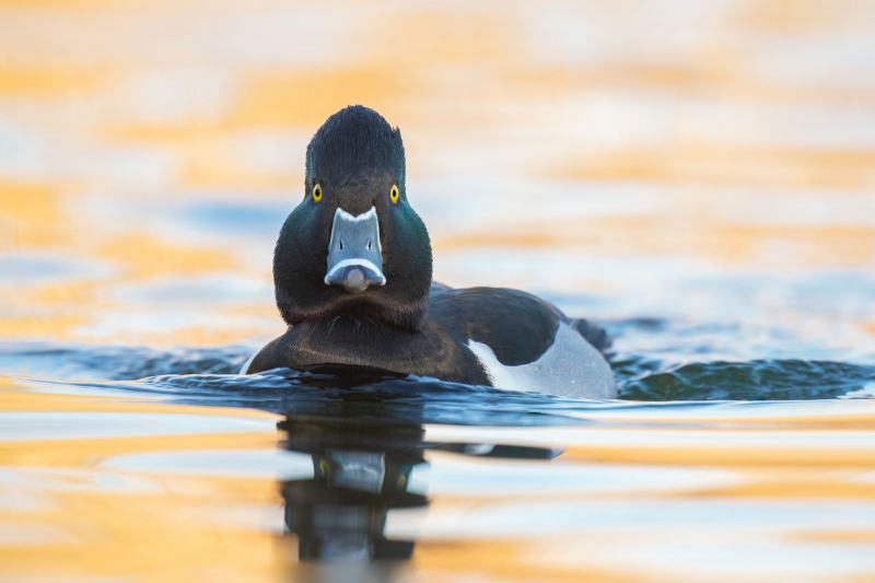 Ring-necked-Duck-3200-drake-soft-light-_A1G0886-Santee-Lakes-Preserve-CA