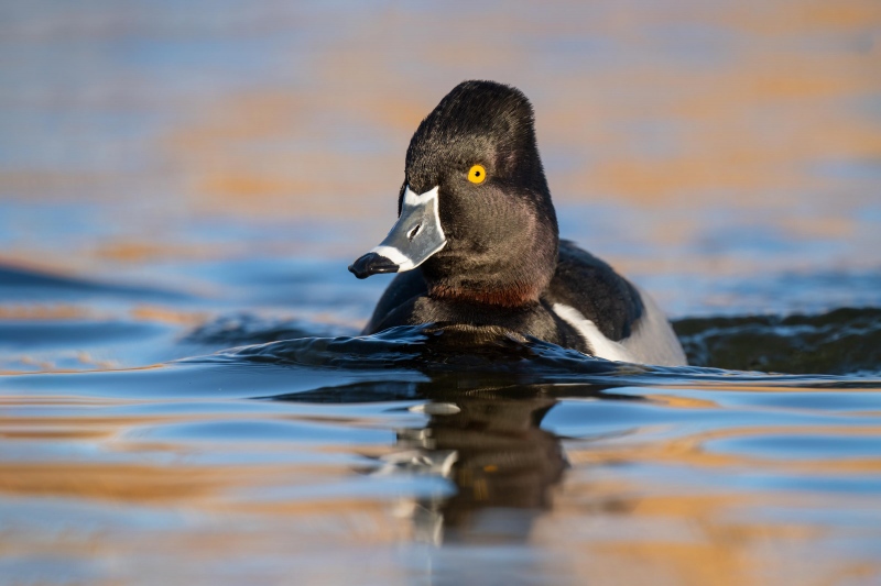 Ring-necked-Duck-3200-drake-swiming-_A1G0534-Santee-Lakes-Preserve-CA