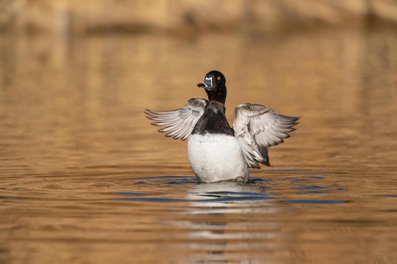 Ring-necked-Duck-3200-flapping-_A1G8163-Santee-Lakes-Regional-Park-CA