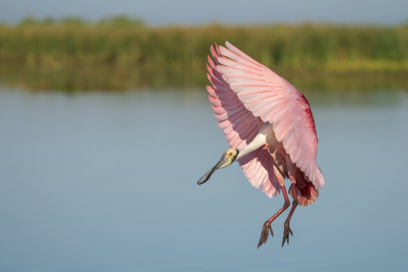 Roseate-Sponnbill-3200-landing-_DSC7262-Stick-Marsh-Melbourne-FL