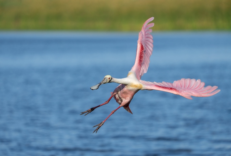 Roseate-Spoobill-3200-incoming-_DSC6420-Stick-Marsh-Melbourne-FL-