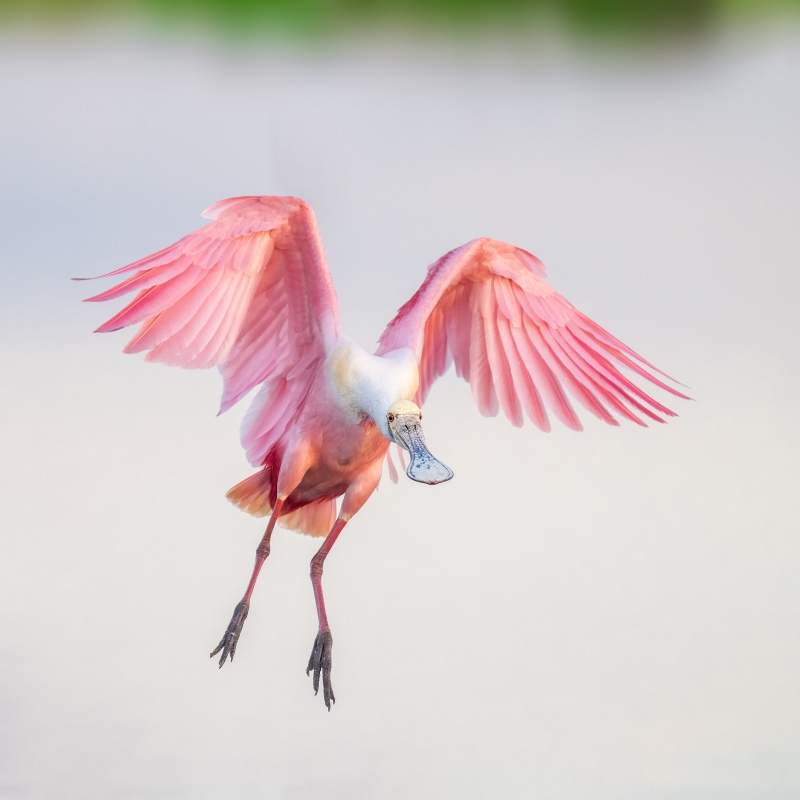 Roseate-Spoonbill-2400-low-light-flight-_A1G8600-Stick-Marsh-Fellsmere-FL