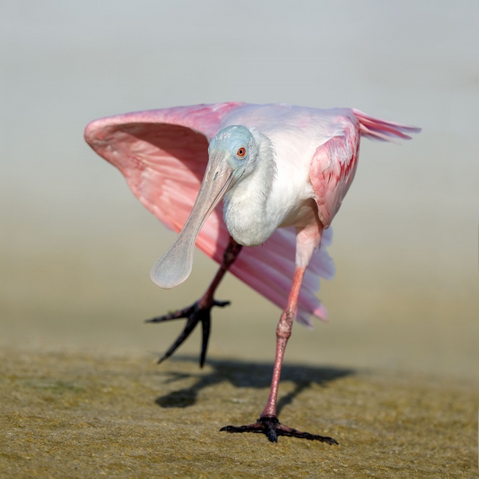 Roseate-Spoonbill-2400-stretching-_A1B4977-Fort-DeSoto-Park-FL