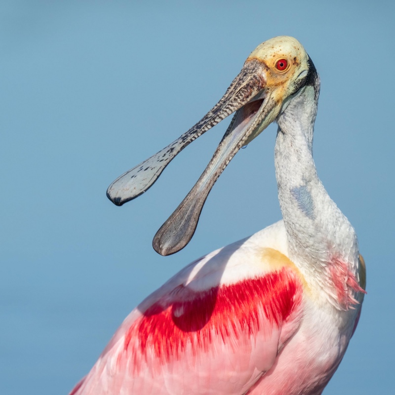 Roseate-Spoonbill-2400-with-bill-open-_A1G4715-Stick-Marsh-Fellsmere-FL