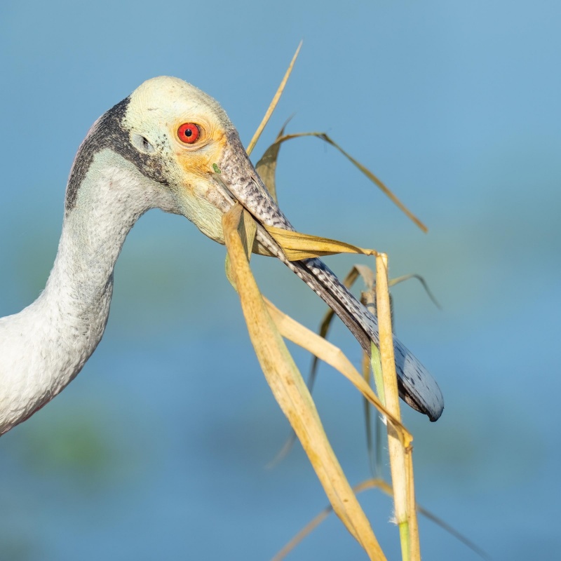 Roseate-Spoonbill-2400-with-nesting-material-_A1G4604-Stick-Marsh-Fellsmere-FL