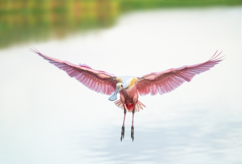 Roseate-Spoonbill-3200-A-incoming-_A1G8706-Stick-Marsh-Fellsmere-FL