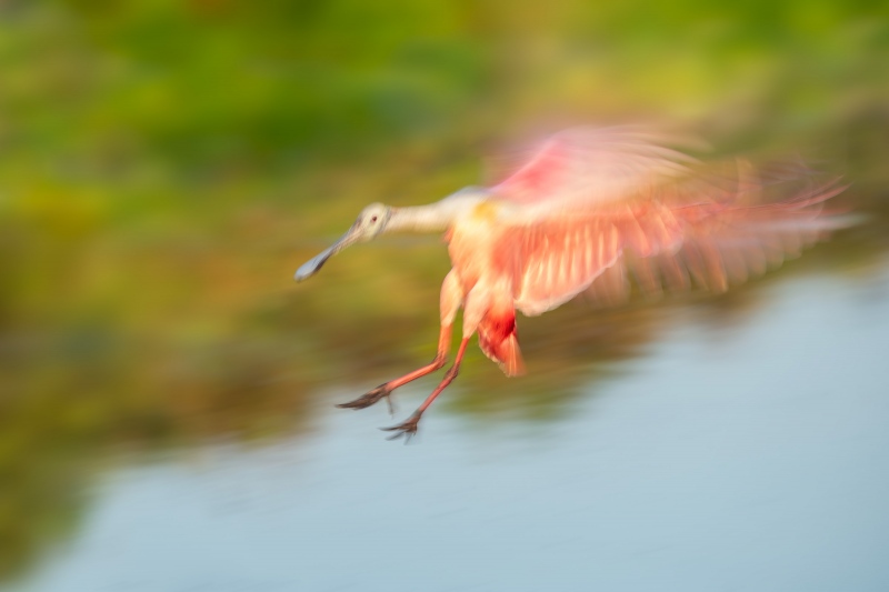 Roseate-Spoonbill-3200-blur-digital-painting-_A1G6050-Stick-Marsh-Fellsmere-FL